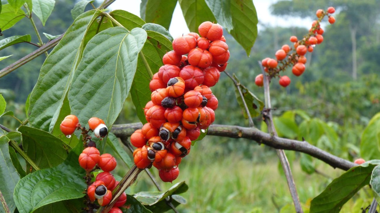 Guaraná Antarctica es el refresco más icónico de Brasil. Con origen amazónico y una receta centenaria, destaca por su sabor inconfundible, su conexión con el deporte y su autenticidad.